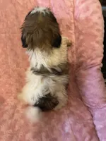 Rita, a female Shih Tzu for sale in Crossville, TN – Photo 6 of 9