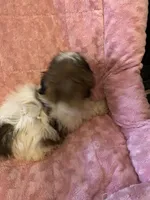 Rita, a female Shih Tzu for sale in Crossville, TN – Photo 8 of 9