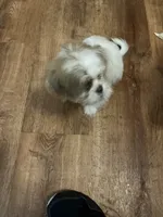 Sammy, a male Shih Tzu for sale in Crossville, TN – 2 of 3