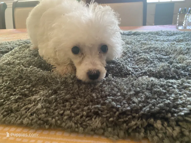 Luna – Yorkipoo puppy for sale in Crossville, TN