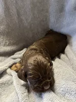 Hershey, a male Cocker Spaniel for sale in Crossville, TN – 8 of 9