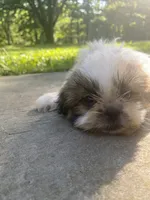 Bentley, a male Shih Tzu for sale in Crossville, TN – 9 of 10