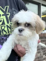 Sammy, a male Shih Tzu for sale in Crossville, TN – 2 of 6