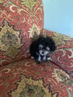 Puff, a female Poodle - Toy  for sale in Crossville, TN – 4 of 5