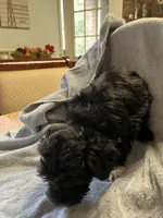 Boo, a male Maltipoo for sale in Crossville, TN – 8 of 8