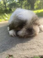 Bentley, a male Shih Tzu for sale in Crossville, TN – 3 of 10