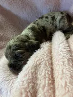 Snickers, a female Cocker Spaniel for sale in Crossville, TN – 5 of 6