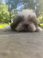 Bentley, a male Shih Tzu for sale in Crossville, TN – 8 of 10