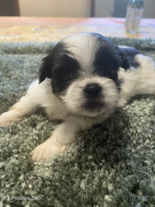 Bella – Shih Tzu puppy for sale in Crossville, TN
