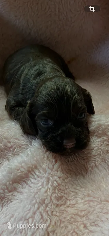 Bonbon – Cocker Spaniel puppy for sale in Crossville, TN