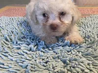 Fluff, a male Poodle - Toy  for sale in Crossville, TN – 3 of 5
