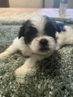 Mia, a female Shih Tzu for sale in Crossville, TN – 5 of 6