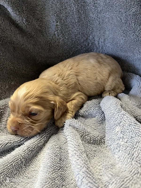 Twix – Cocker Spaniel puppy for sale in Crossville, TN