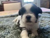 Bella, a female Shih Tzu for sale in Crossville, TN – 2 of 6