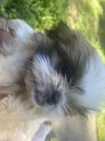 Bentley, a male Shih Tzu for sale in Crossville, TN – 2 of 10