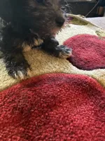 Lola, a female Yorkipoo for sale in Crossville, TN – 5 of 6