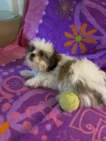 Buddy, a male Shih Tzu for sale in Crossville, TN – 8 of 9