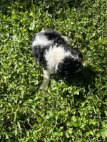Oreo, a male Cocker Spaniel for sale in Crossville, TN – 5 of 5