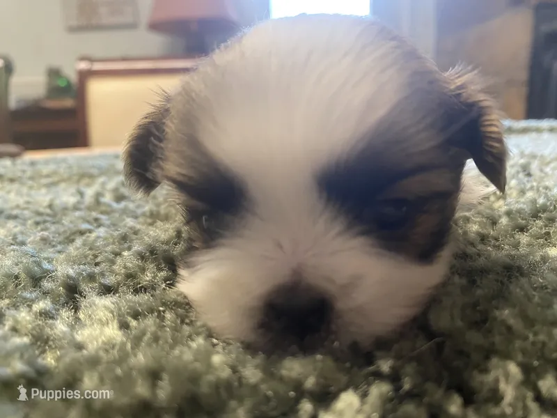 Bentley – Shih Tzu puppy for sale in Crossville, TN