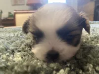Bentley, a male Shih Tzu for sale in Crossville, TN – 1 of 4