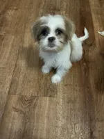 Sammy, a male Shih Tzu for sale in Crossville, TN – 1 of 3