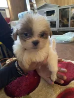 Sammy, a male Shih Tzu for sale in Crossville, TN – 1 of 3