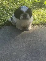 Bella, a female Shih Tzu for sale in Crossville, TN – 6 of 8