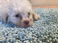 Fluff, a male Poodle - Toy  for sale in Crossville, TN – 4 of 5