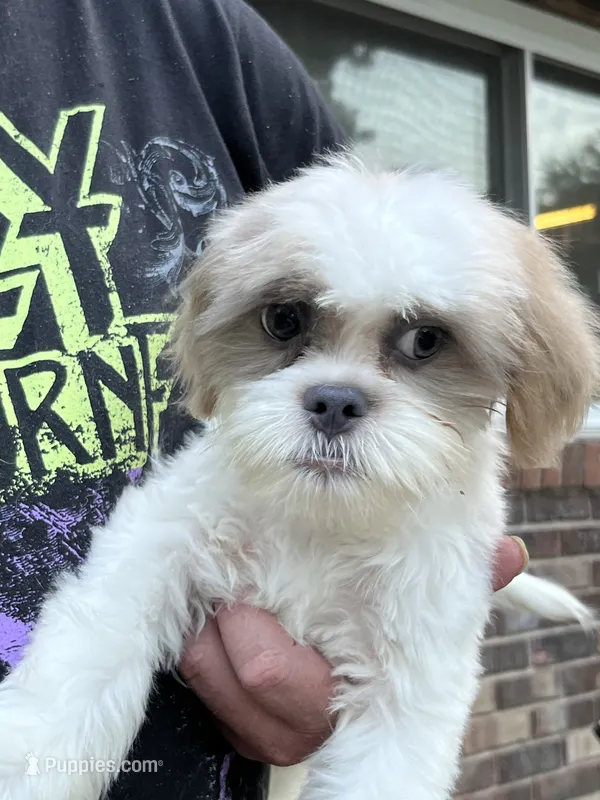 Sammy – Shih Tzu puppy for sale in Crossville, TN