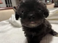 Lyla, a female Maltipoo for sale in Crossville, TN – Photo 3 of 5