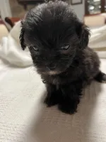 Lyla, a female Maltipoo for sale in Crossville, TN – Photo 4 of 5