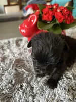 Lyla, a female Maltipoo for sale in Crossville, TN – Photo 2 of 6