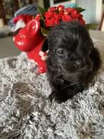 Lyla, a female Maltipoo for sale in Crossville, TN – Photo 4 of 6