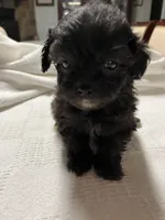 Lyla, a female Maltipoo for sale in Crossville, TN – Photo 5 of 5