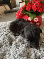 Lyla, a female Maltipoo for sale in Crossville, TN – Photo 6 of 6