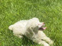 Fluff, a male Poodle - Toy  for sale in Crossville, TN – 2 of 9