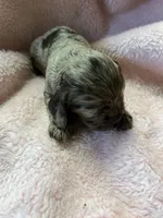 Snickers, a female Cocker Spaniel for sale in Crossville, TN – 3 of 6