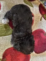 Lola, a female Yorkipoo for sale in Crossville, TN – Photo 5 of 5