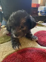 Lola, a female Yorkipoo for sale in Crossville, TN – Photo 2 of 5