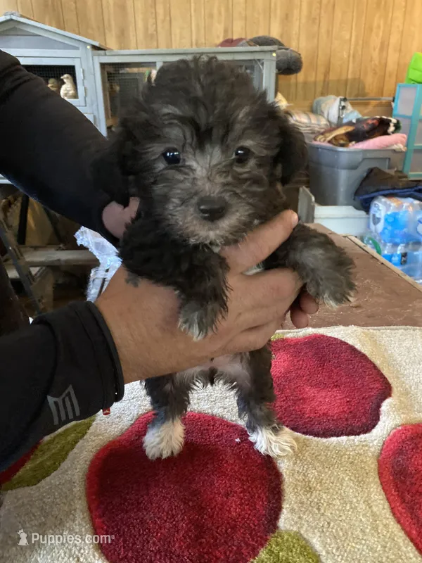 Lola, a female Yorkipoo for sale in Crossville, TN – Photo 1 of 5