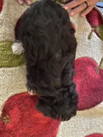 Lola, a female Yorkipoo for sale in Crossville, TN – Photo 3 of 5