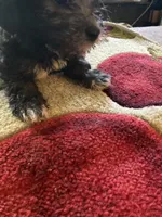 Lola, a female Yorkipoo for sale in Crossville, TN – Photo 4 of 5