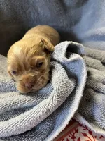 Twix, a male Cocker Spaniel for sale in Crossville, TN – 6 of 7