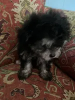 Puff, a female Poodle - Toy  for sale in Crossville, TN – 3 of 5