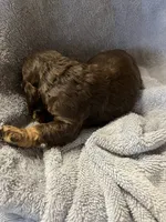 Hershey, a male Cocker Spaniel for sale in Crossville, TN – 6 of 9