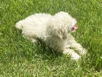 Fluff, a male Poodle - Toy  for sale in Crossville, TN – 4 of 9