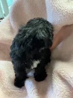 Shadow, a female Maltipoo for sale in Crossville, TN – 2 of 10