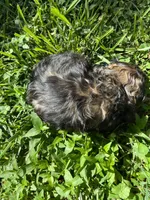 Coco, a male Cocker Spaniel for sale in Crossville, TN – 3 of 4