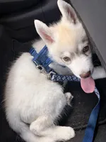 Bear, a male Siberian Husky for sale in Mooresville, NC – Photo 3 of 3