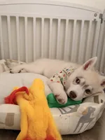 Bear, a male Siberian Husky for sale in Mooresville, NC – Photo 2 of 3